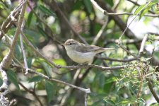 Unknown Warbler 1.jpg