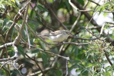 Unknown Warbler 2.jpg