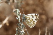 Desert Bath White is 1.jpg