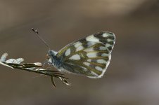 Desert Bath White is 3.jpg