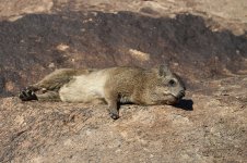 Rock Hyrax rsa 3.jpg