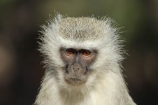Vervet Monkey rsa 3.jpg