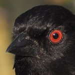 Spotted_Towhee_100percent_crop.jpg