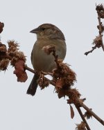 Bachman Sparrow 2-25-2018.jpg