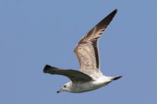 Mongolian Gull (01) - Copy.jpg