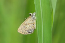 Common Woolly Legs rsa 1.jpg