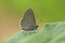 Dusky Blue rsa 1.jpg