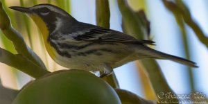 bahama_warbler.jpg