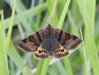 Moth ID_M7A5361.jpg