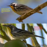 warbler_comparison.jpg