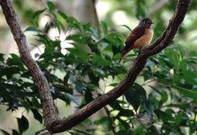 DSC09987 Ferruginous Flycatcher @ Yi O.jpg