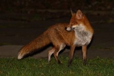 20180326 (12)_Red_Fox.JPG