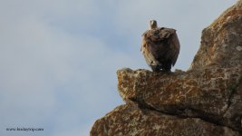 2017.11.25 Griffon Vulture a.jpg