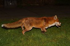 20180326 (13)_Red_Fox.JPG