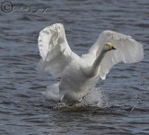 AWG  Whooper Swan.jpg