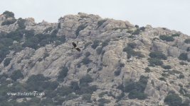 2017.11.25 Bonelli's Eagle.jpg