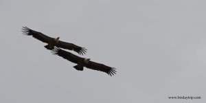 2017.11.25 Griffon Vultures.jpg