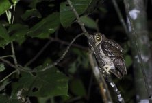 mol scops owl.JPG