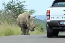 White Rhino rsa 9.jpg