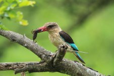 Brown-hooded Kingfisher rsa 1.jpg