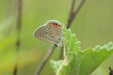 Grass Jewel Blue rsa 2.jpg