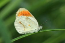 Smoky Orange Tip rsa 3.jpg