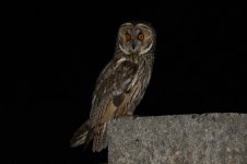 Long-eared Owl mal 1.jpg