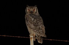 Spotted Eagle Owl za 3.jpg