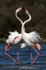 Flamingo_1767.jpg