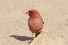 Sinai Rosefinch M is 4.jpg