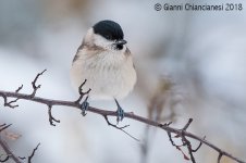 marsh-tit.jpg