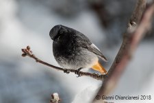 black-redstart.jpg