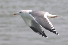 Unknown Gull (02) - Copy.jpg