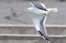 Unknown Gull (04) - Copy.jpg