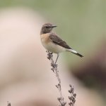 5J9A2776 Wheatear qu.jpg