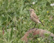 5J9A2477 Desert Wheatear.jpg