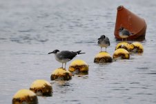 White-eyed Gull is 1.jpg