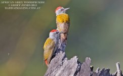 African Grey Woodpecker 2-L.jpg