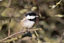 Coal-Tit-(4)-fbook.jpg