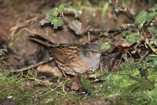 Dunnock-(2)-fbook.jpg