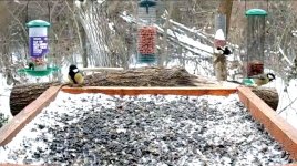 Syrian Woodpecker.jpg