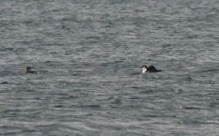 black-throated divers Gavia arctica Gulf of Kalloni Eleftherios Kakalis 170118.JPG