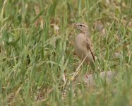 5J9A2454 Wheatear qu (800x645).jpg