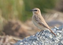 5J9A2596 Isabelline Wheatear M qu (800x572).jpg