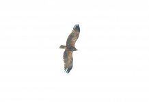 Tawny Eagle.jpg