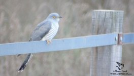 cuco cuckoo spain.jpg