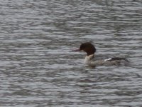 Goosander-SPark.jpg