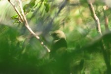 Another mystery warbler or vireo.jpg