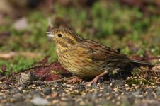 20170218 (18)_Cirl_Bunting.JPG