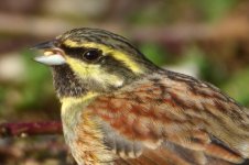 20170218 (19)_Cirl_Bunting.JPG